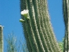 Flor do Saguaro