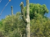 Saguaro - Deserto de Sonora